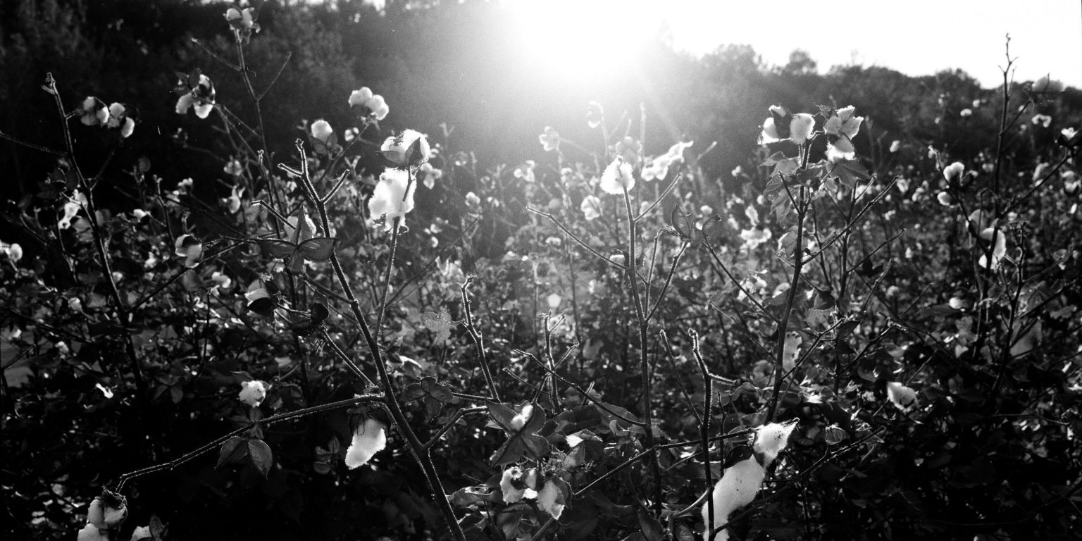 An overgrown cotton field. 