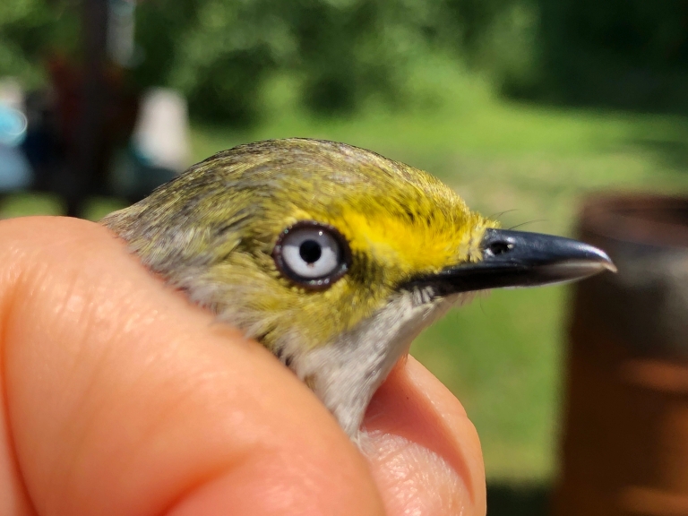 A person holds a bird with yellow and white feathers