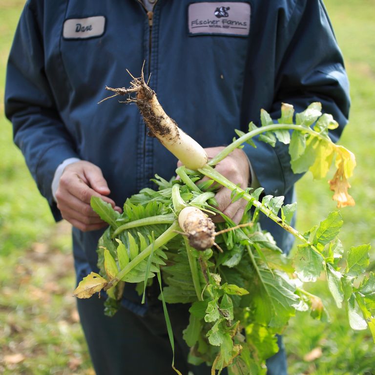 Dave Fischer holds a radish