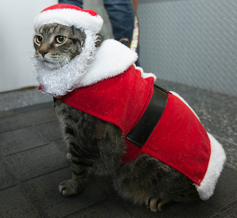 A cat dressed in a Santa costume