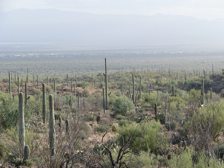A desert landscape with several cacti.
