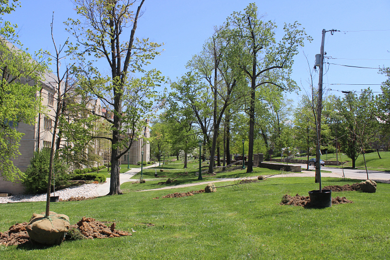 Trees with their roots balled up in burlap lie next to holes dug into a slope, ready for planting