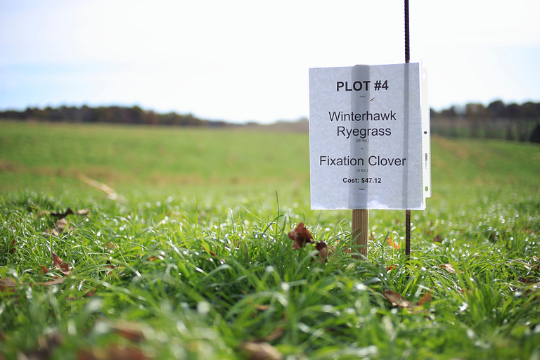 Rye Grass at Fischer Farms