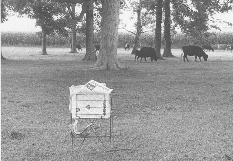 Copies of The Sagamore newspaper in a field with cows.