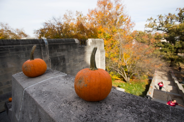 Pumpkins at the IMU