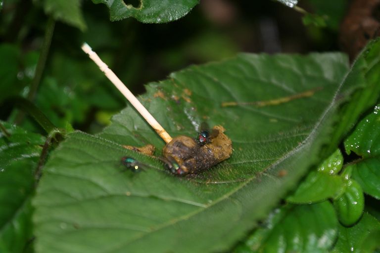 Red colobus fecal sample