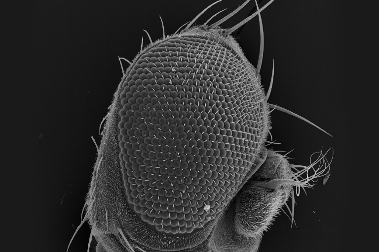 A close up of a fruit fly's eye