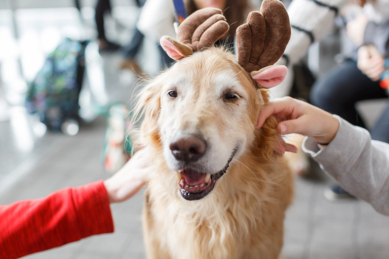 A therapy dog wearing a Christmas headband