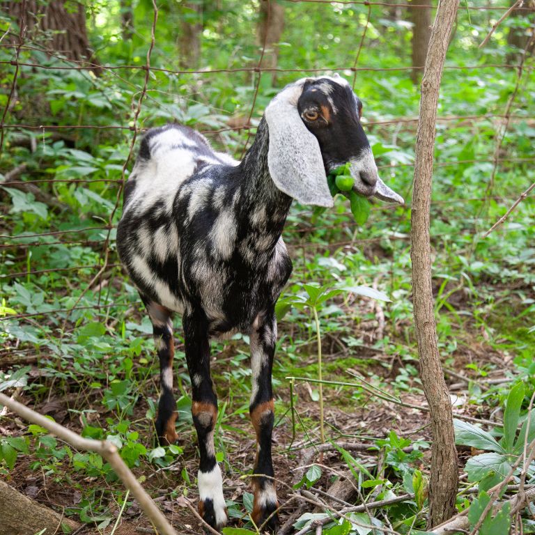 A black and white goat 