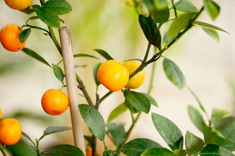 Fresh fruit.