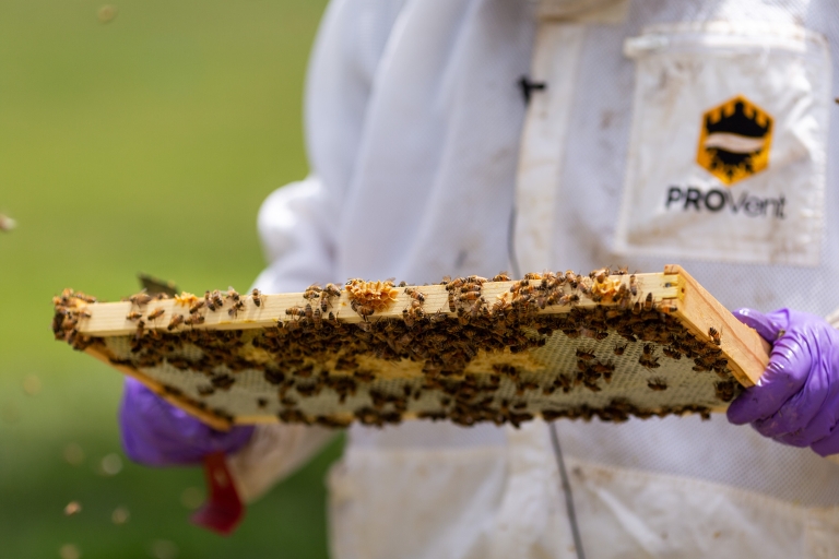 Dr. Steven Blanchard shows a frame from a beehive.