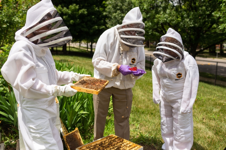 People look at bees.