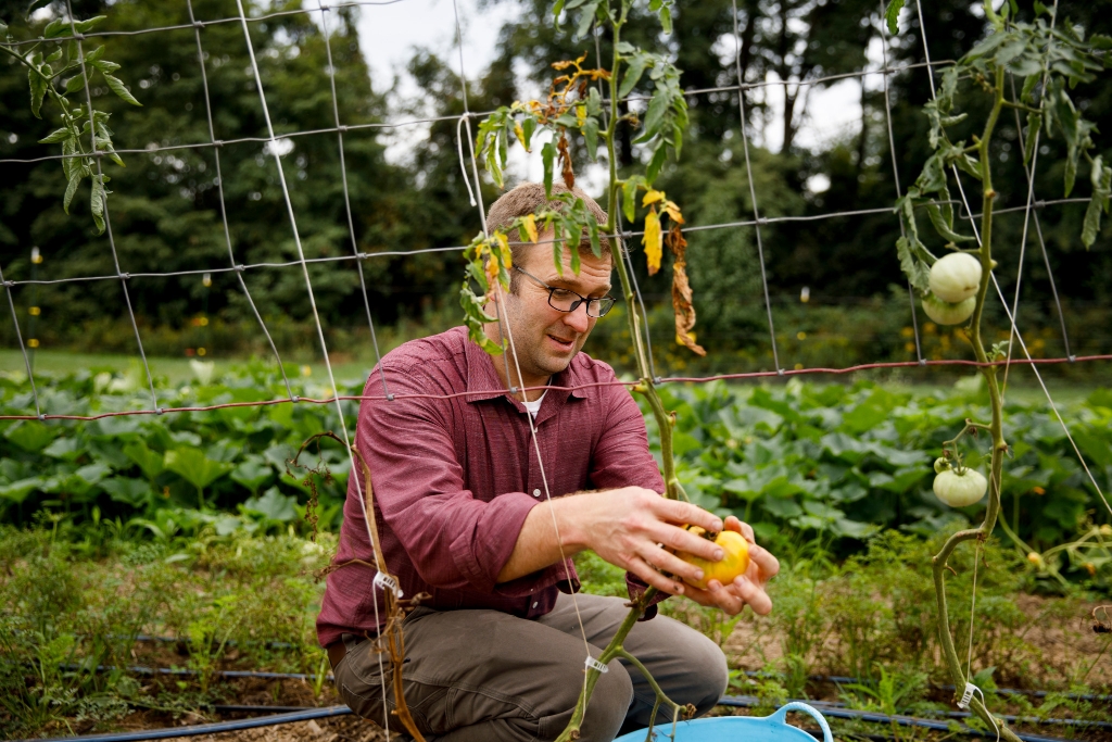 A man picks tomatoes at the IU Campus Farm
