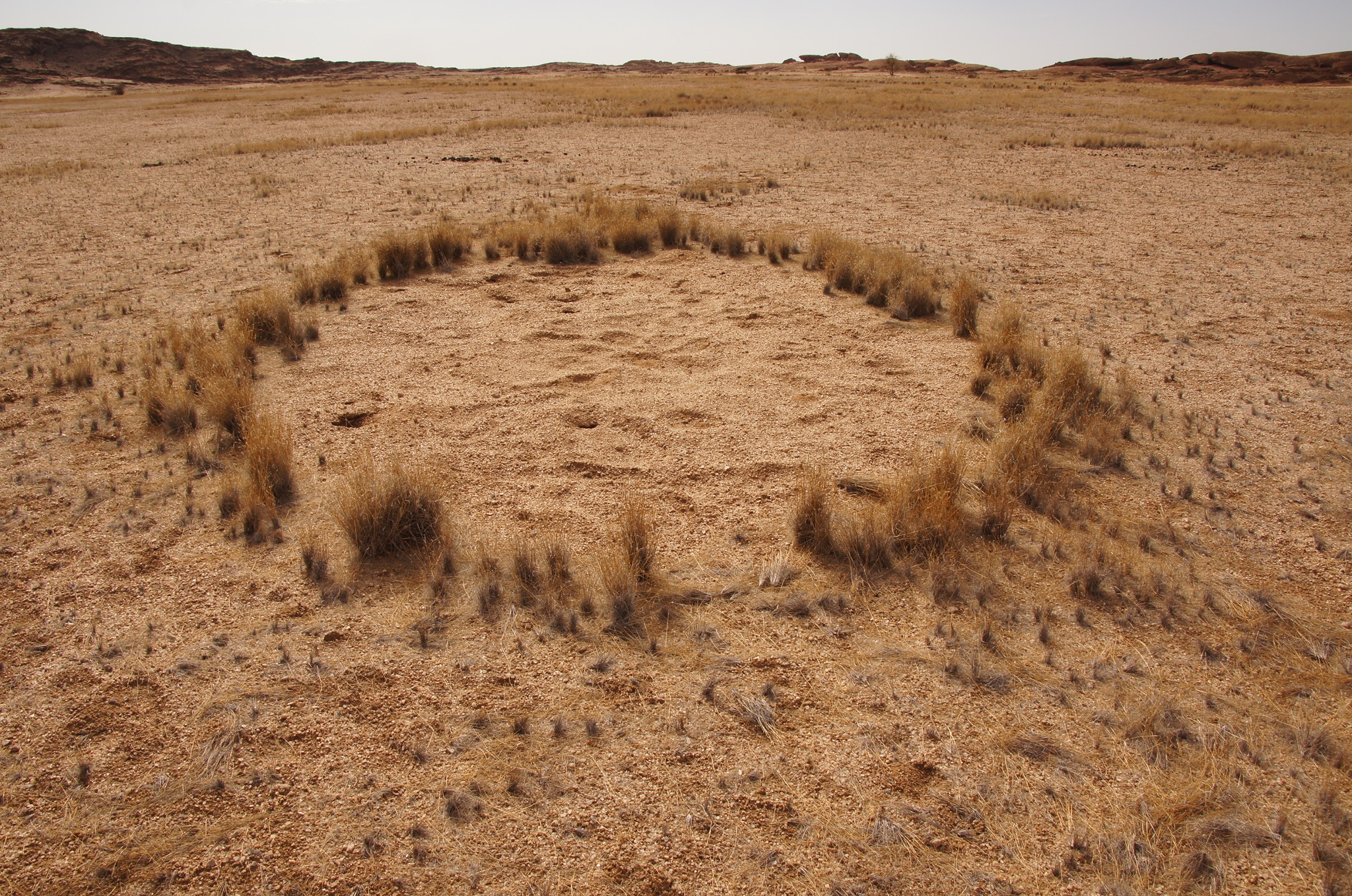 Mysterious fairy circles in Namibian desert explained at last