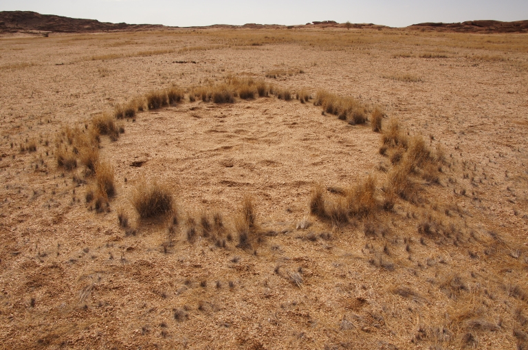 Ring of grass encloses soil in a fairy circle in Namibia