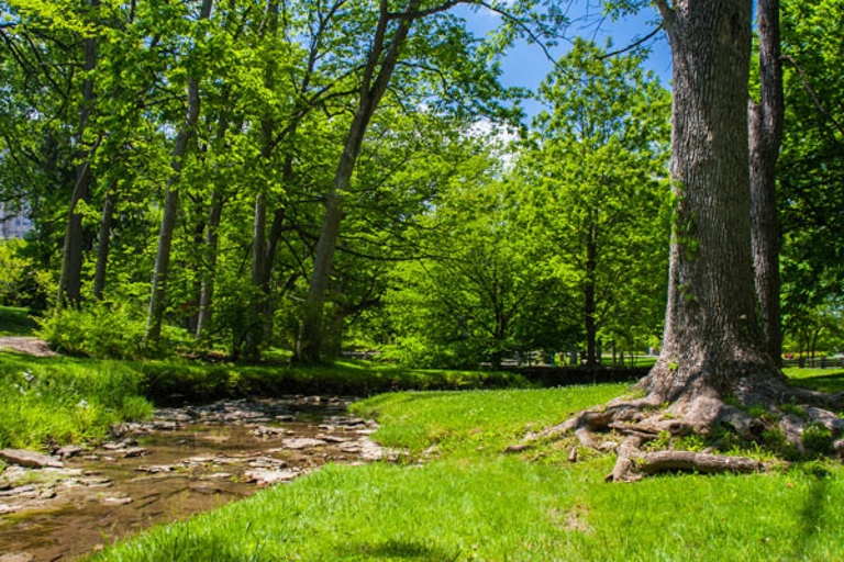 Jordan River trees