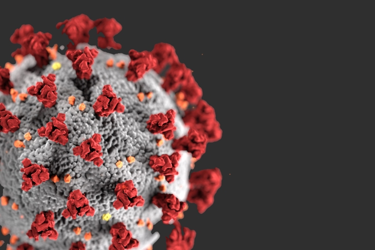 model of the corona-like structure exhibited by coronaviruses