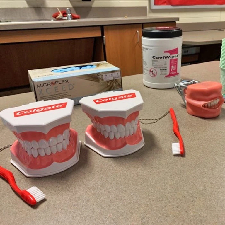 Dentures and a model of the human mouth sitting on a table