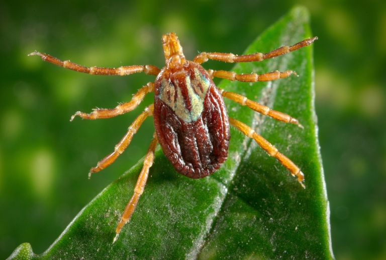 A Gulf Coast tick