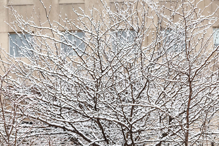 The trees are covered in snow.