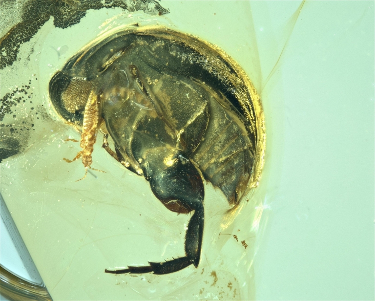 A. burmitina in amber