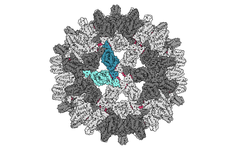 An image of the hepatitis b capsid bound to the molecule HAP-TAMRA