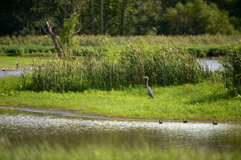 Eagle Marsh with heron and ducks