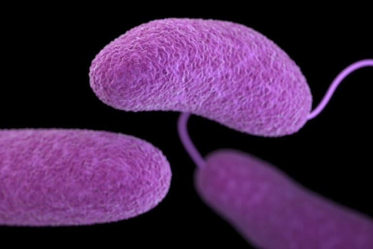 Bacteria in the genus Vibrio