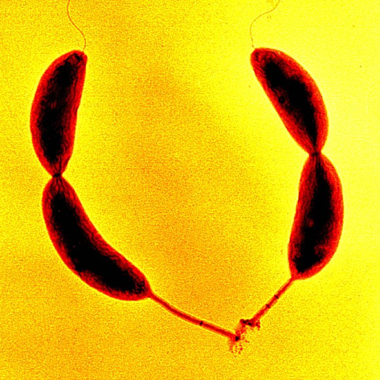 The bacterium Caulobacter crescentus