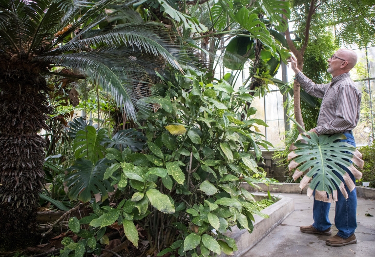 Jordan Greenhouse employee John Lemon removes dead Monstera leaves 